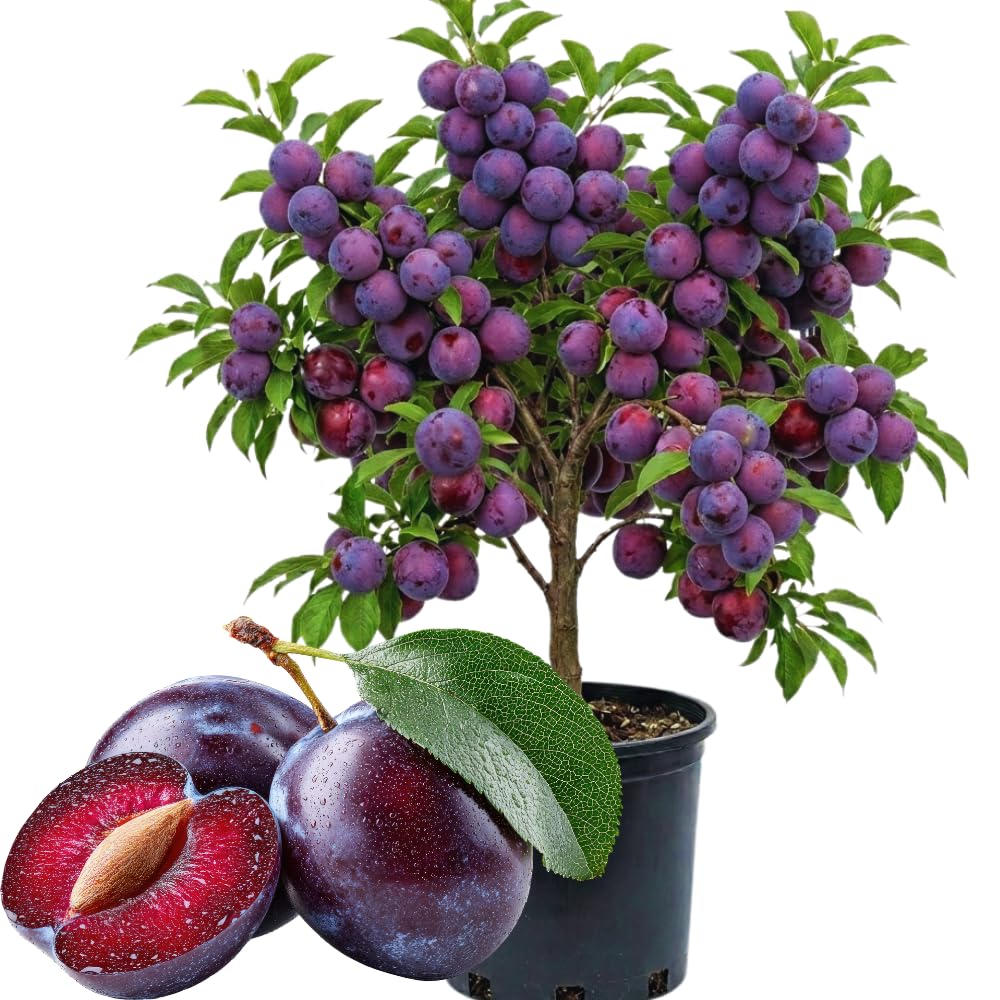 Santa Rosa Plum Tree Live Plant, 3 Feet Tall, Sweet Plum Fruit Plant Live for Home Garden, 3 Gallon Pot, No Ship to CA