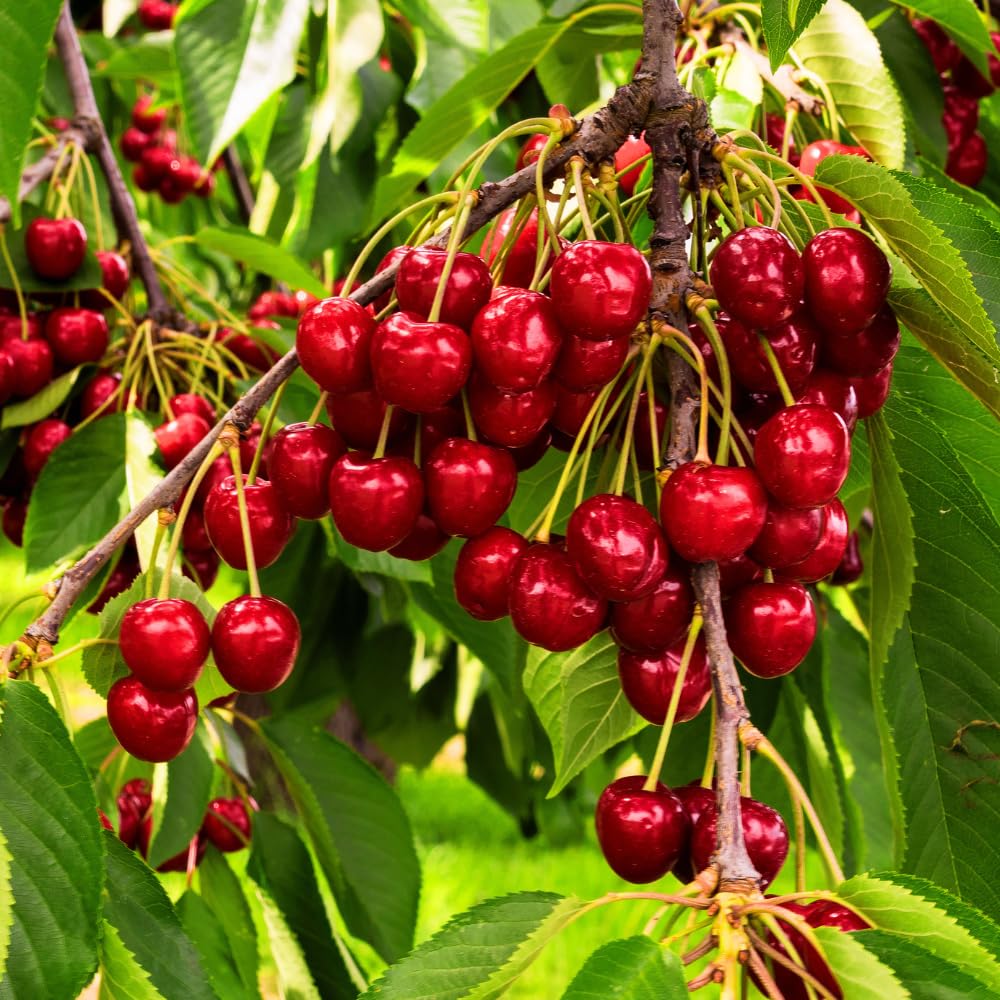 Cherry Trees Live Plants, Cold Hardy and Sweet Cherry Tree in 3 Gallon Pot, 2 to 3 Feet Tall, Cherries Fruit Plant for Outdoor Garden, No Ship to CA (Bright Red)