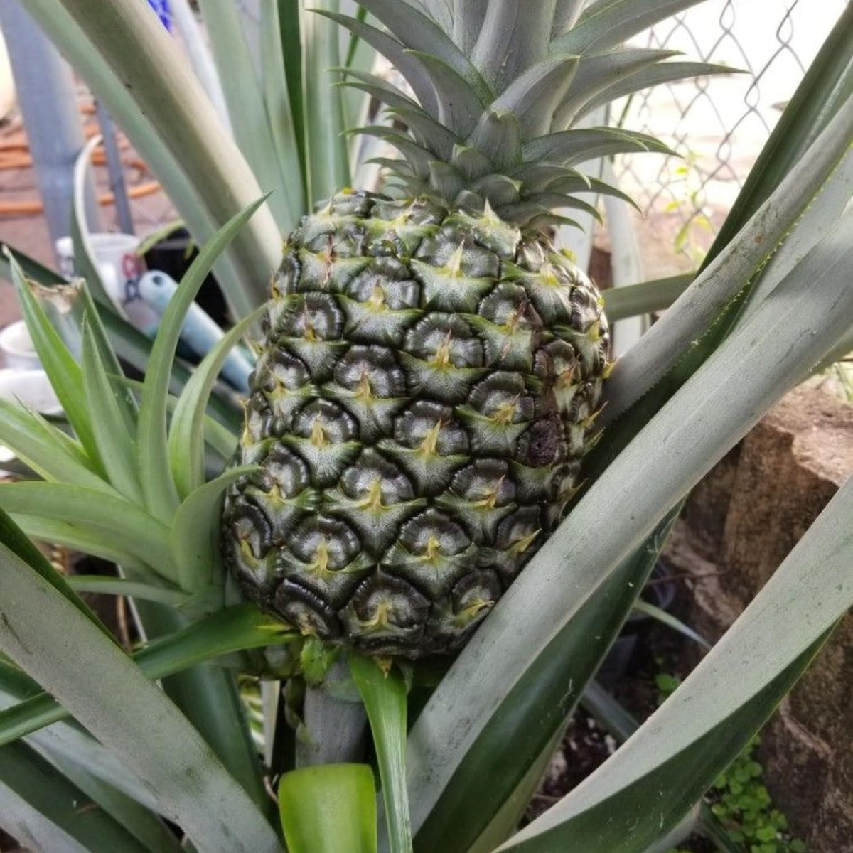 2 White Jade Pineapple Plants, Pineapple Plants Live for Planting, Sweet Pineapple Starters Plant for Home Garden and Containers