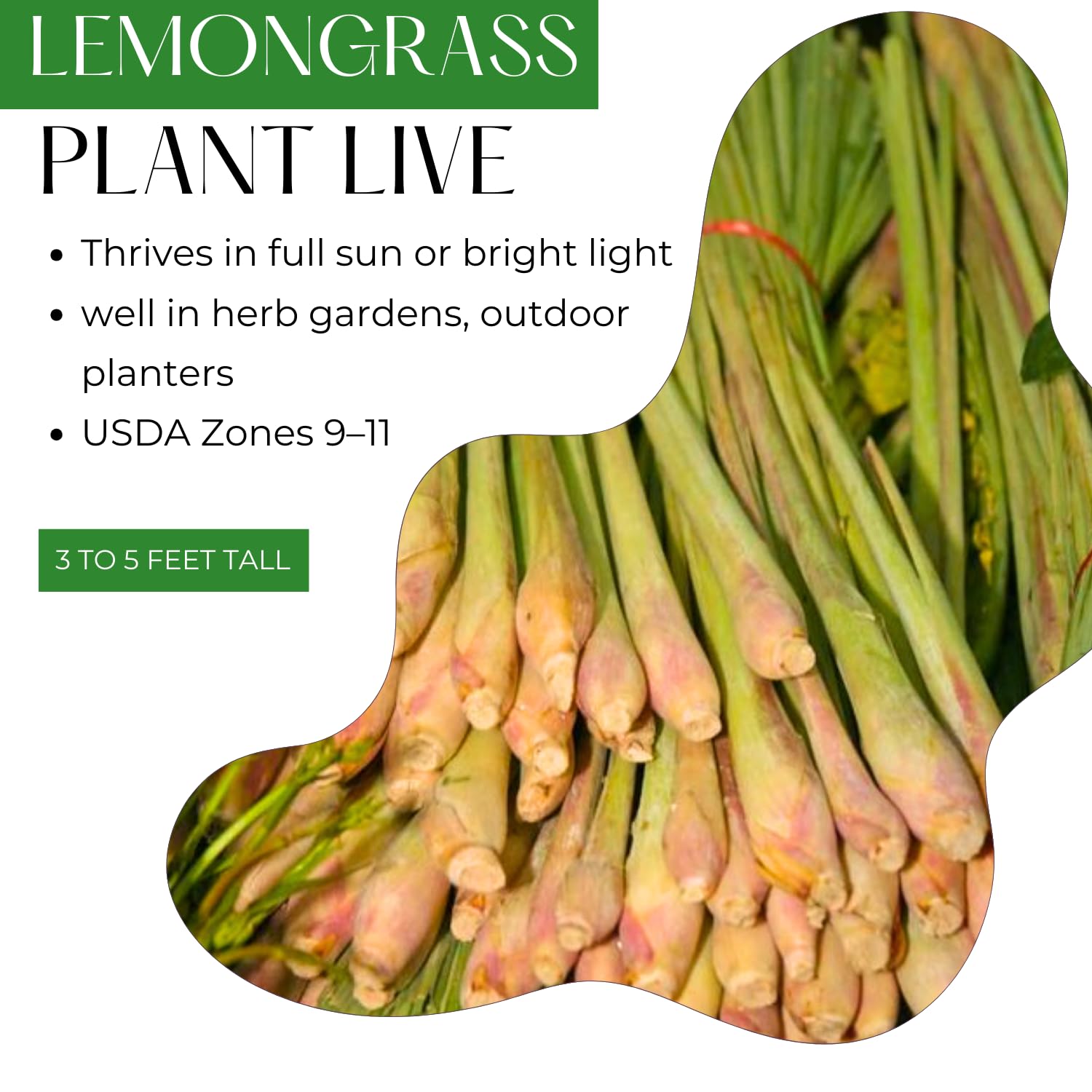5 Lemongrass Plants Live Outdoor, Lemon Grass Herb in Gal Pot, Fresh Fragrant Lemon Grass Stalks Plants