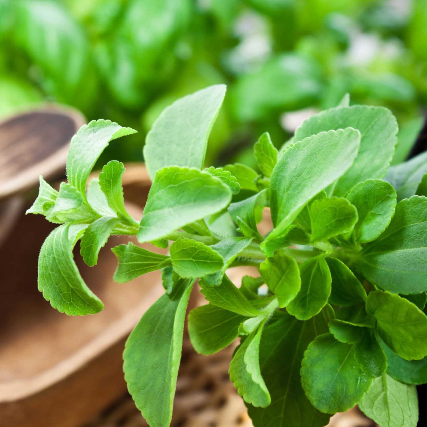 4-Pack Stevia Plants Live, 5-9 Inch, Stevia Herb for Planting Indoor Outdoor Home Garden