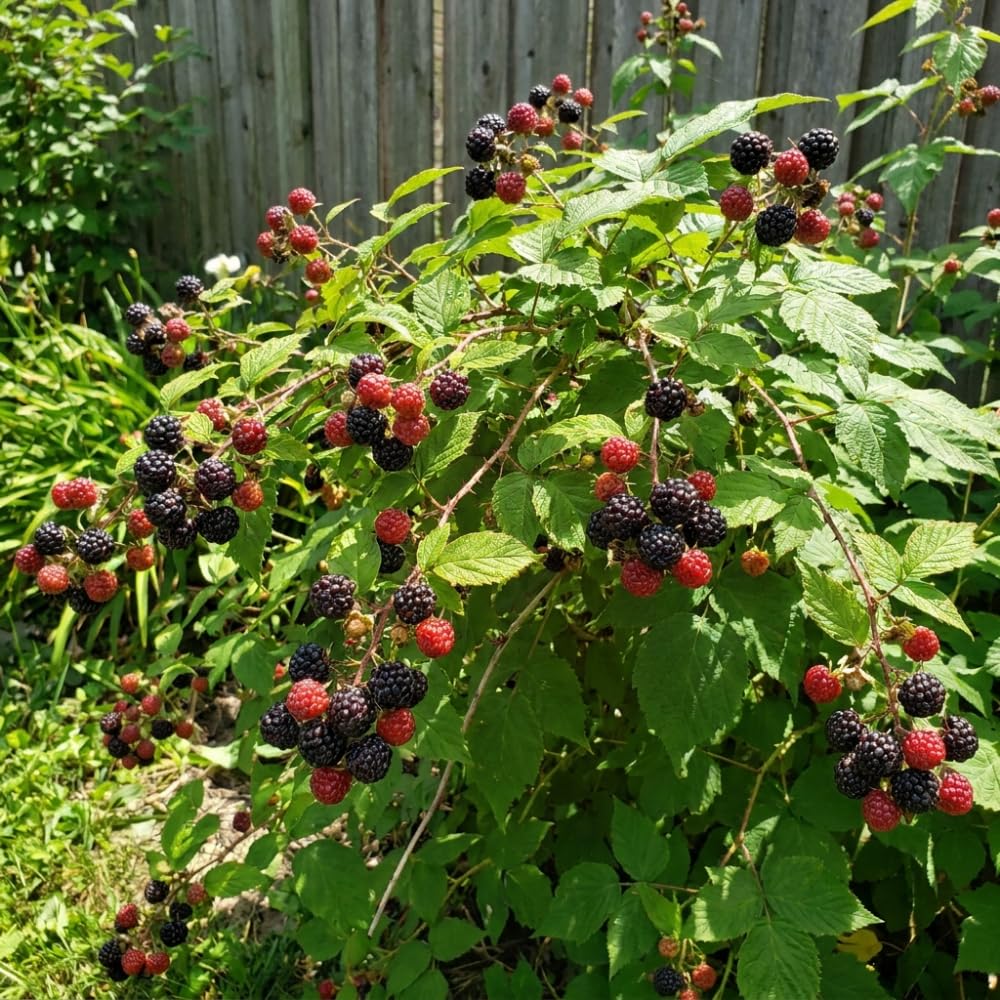 Black Raspberry Plant, Edible Berry Plant, 5-8 Inch Tall