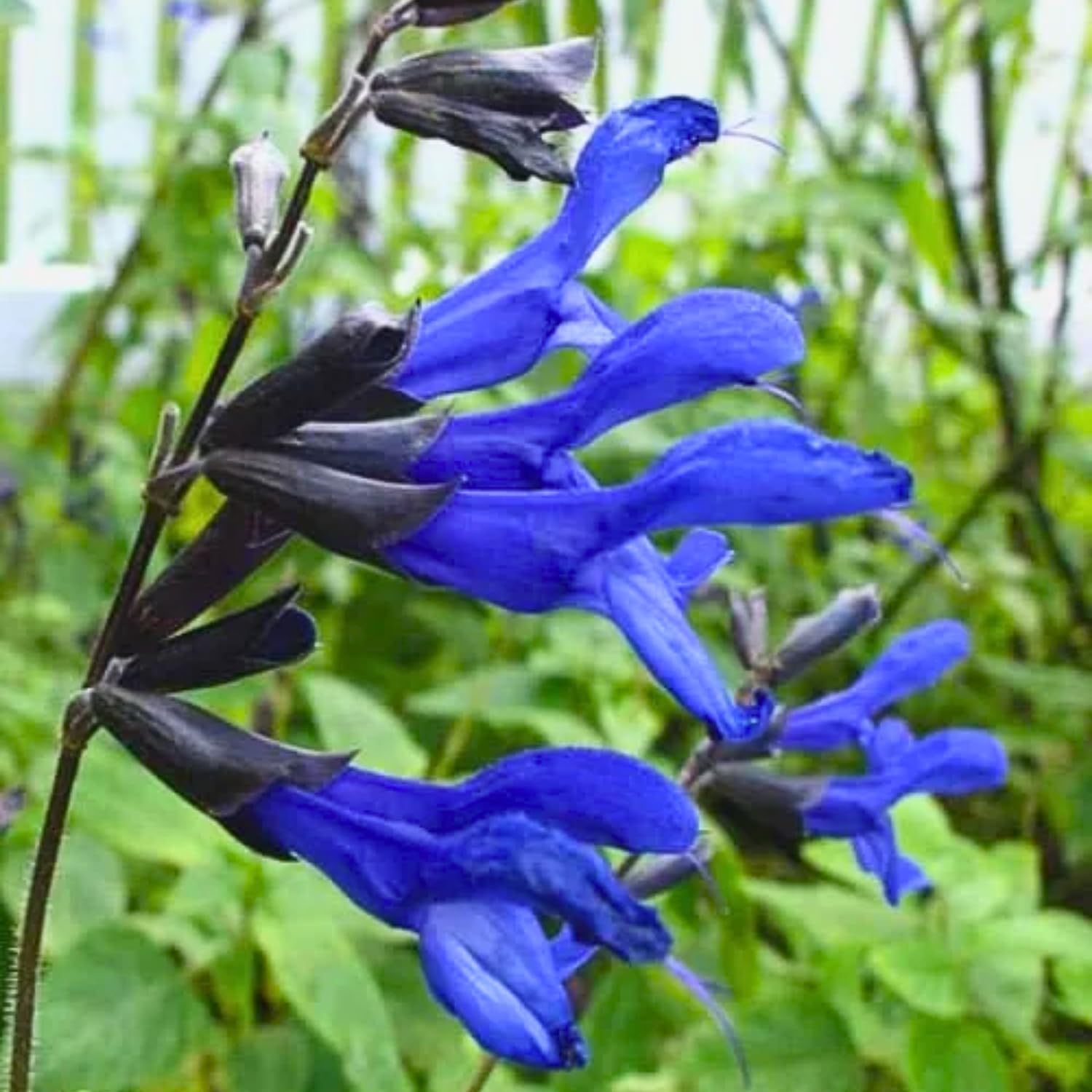 Set 3 Salvia Plants Live, Well Rooted 4-6 Inches, Vibrant, Fragrant Flowering Shrubs for Garden or Containers (Dark Blue)