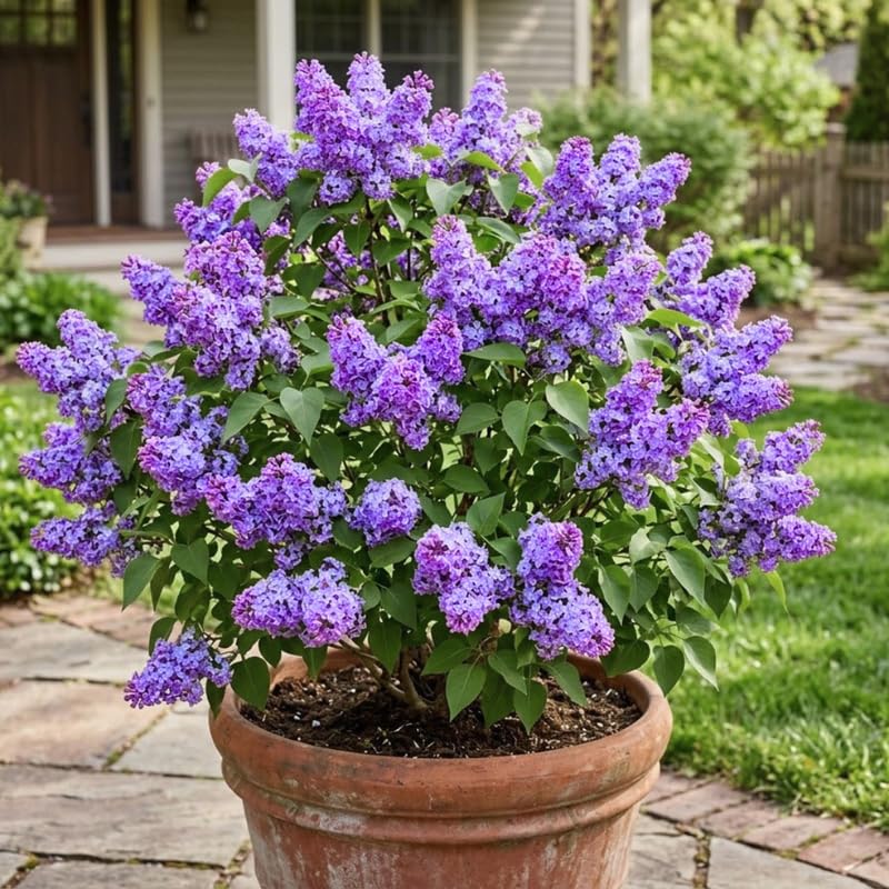 Light Blue Lilac Live Plant, Syringa Flowering Shrub, 6"+ Tall