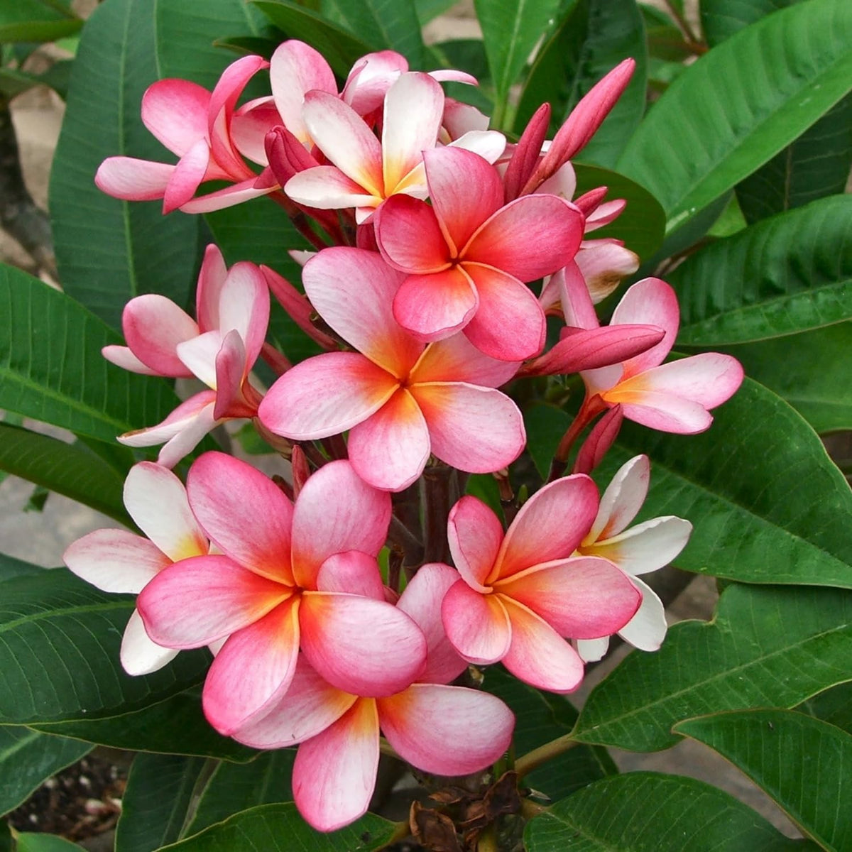 2 Pink Plumeria Cuttings for Planting, Frangipani Flower Cutting, Tropical Flowers Plant for Outdoor Garden, Patio Containers or Indoor Growing