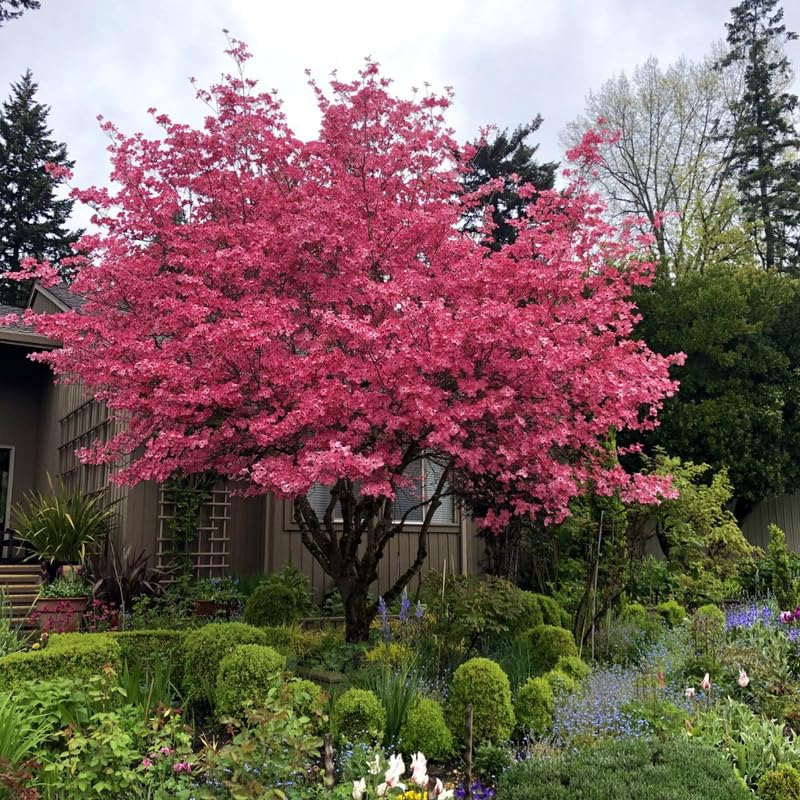 Pink Dogwood Tree, 10-16" Tall Hardy Dogwood Tree Plant in Quart Pot, Perennial Flower Plants, Dormant in Winter