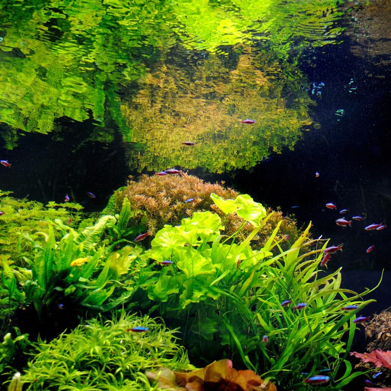 Green Water Wisteria Aquatic Plants Live Bundle, 4-6 Inc
