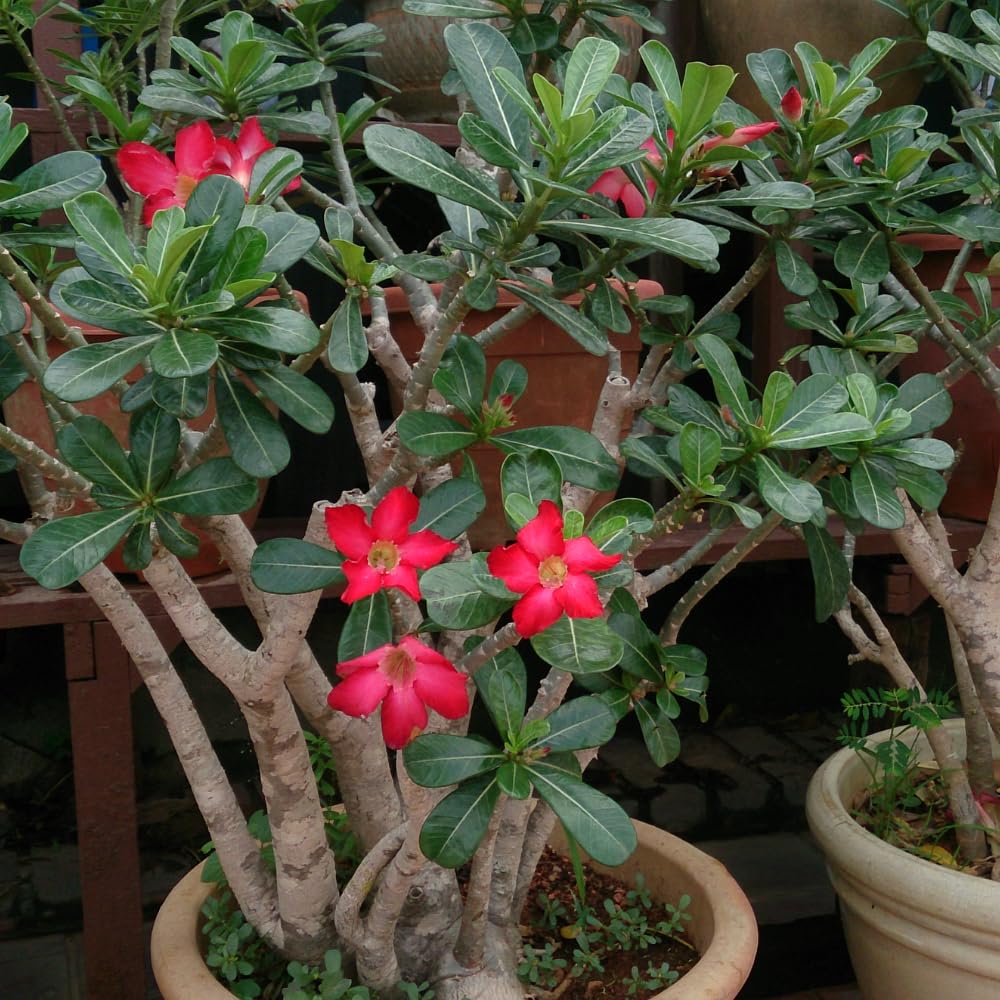 2 Desert Rose Plants Live, Red Adenium Obesum Desert Rose Flower Plants for Planting Indoor Outdoor Garden, 5 to 9 Inches Tall