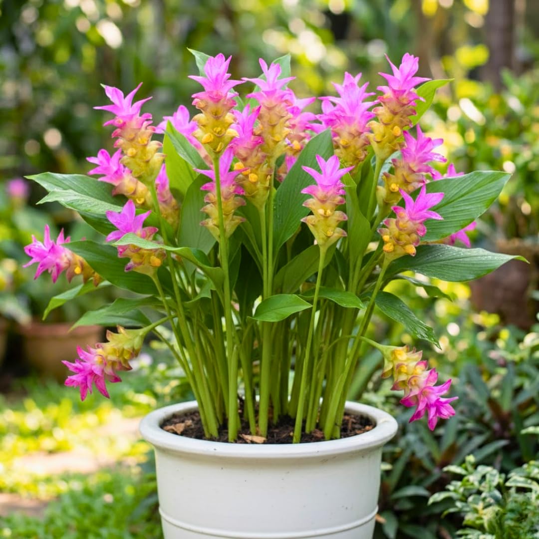 Ginger Curcuma Live Plant for Outdoor Planting, Very Hardy, Herbs Plants Perennial for Zones 8 to 11, Size 5-9" in Tall, No Pot, Bright Yellow Color