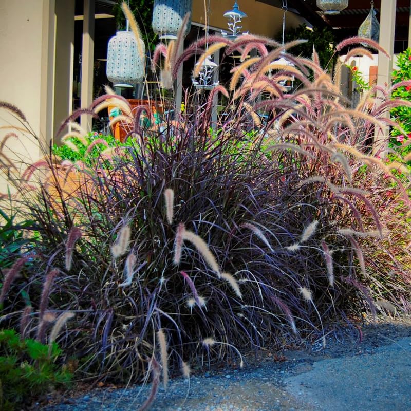 YOKEBOM 2 Purple Fountain Grass Plants Live for Planting, Ornamental Grass for Landscaping, Hardy Grasses Clupms 4-7 Inch Tall Well Rooted