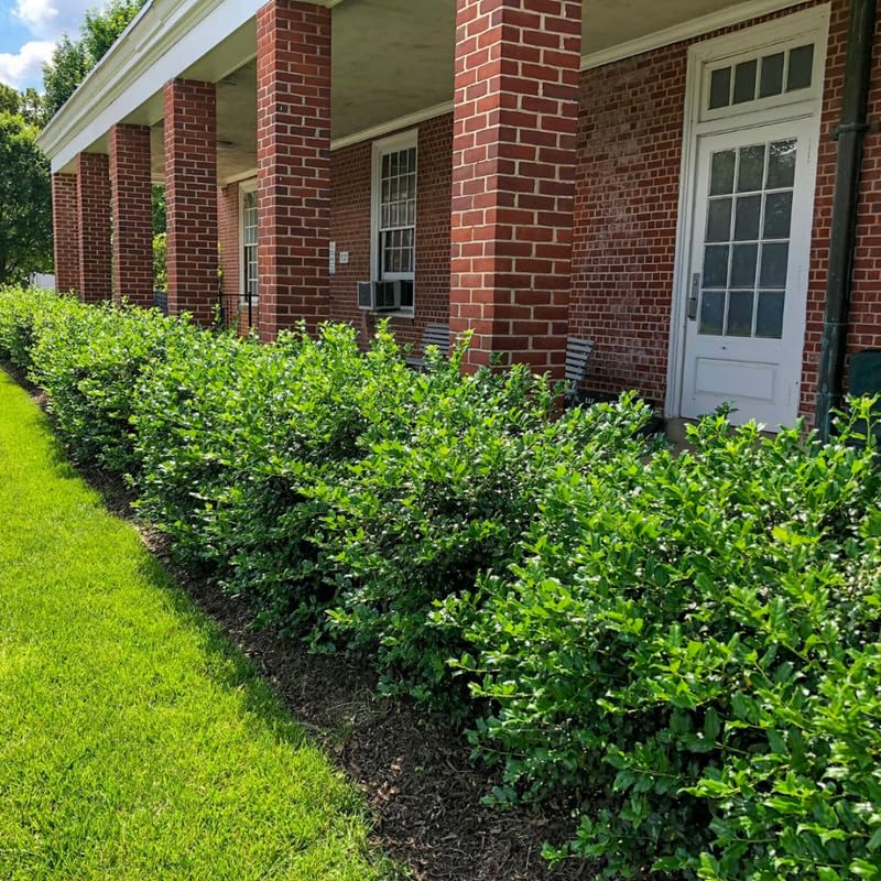 Girl Holly Tree Live Plant in Quart Pot, Elegant Plant for Landscapes,Yard, Outdoor Planting, Dormant in Winter, Fast Growing Shrub Hardy
