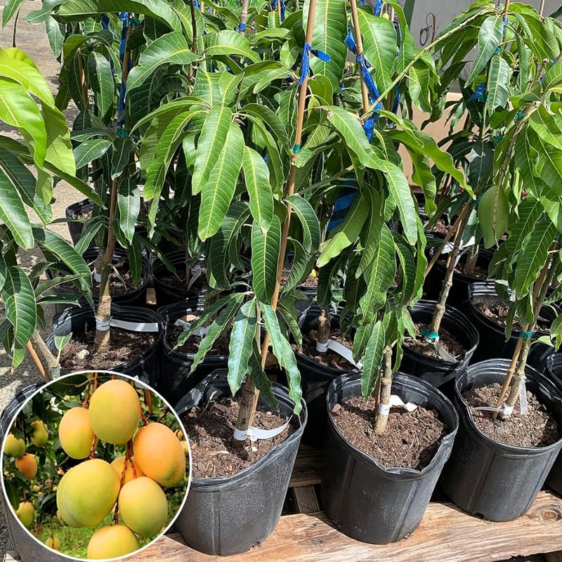 Sweet Mango Tree Live Plant, Fully Rooted in 3 Gallon Pot, Tropical Mango Fruit Tree for Indoor or Outdoor Growing