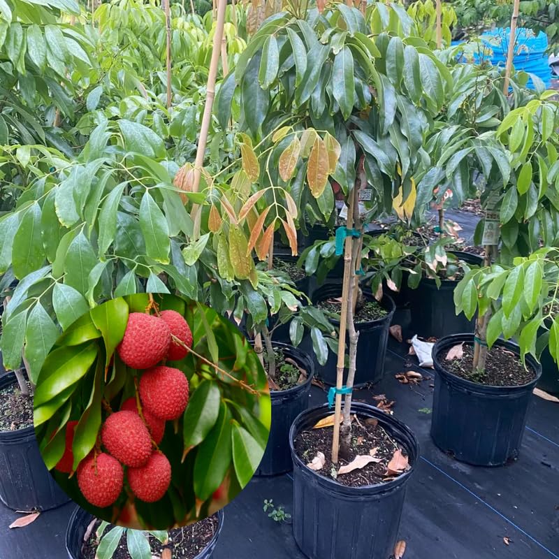 Sweet Lychee Tree Live Plant, Tropical Litchi Fruit Tree, 3-4 Ft Tall for Outdoor Garden, No Shipping to CA