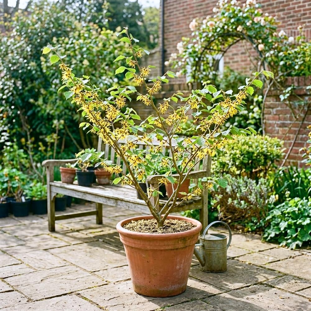 Witch Hazel Plant, Hazel Tree, 2-3 Feet Tall, Cold Hardy Flowering Shrub, Fragrant Winter Flowers for Garden