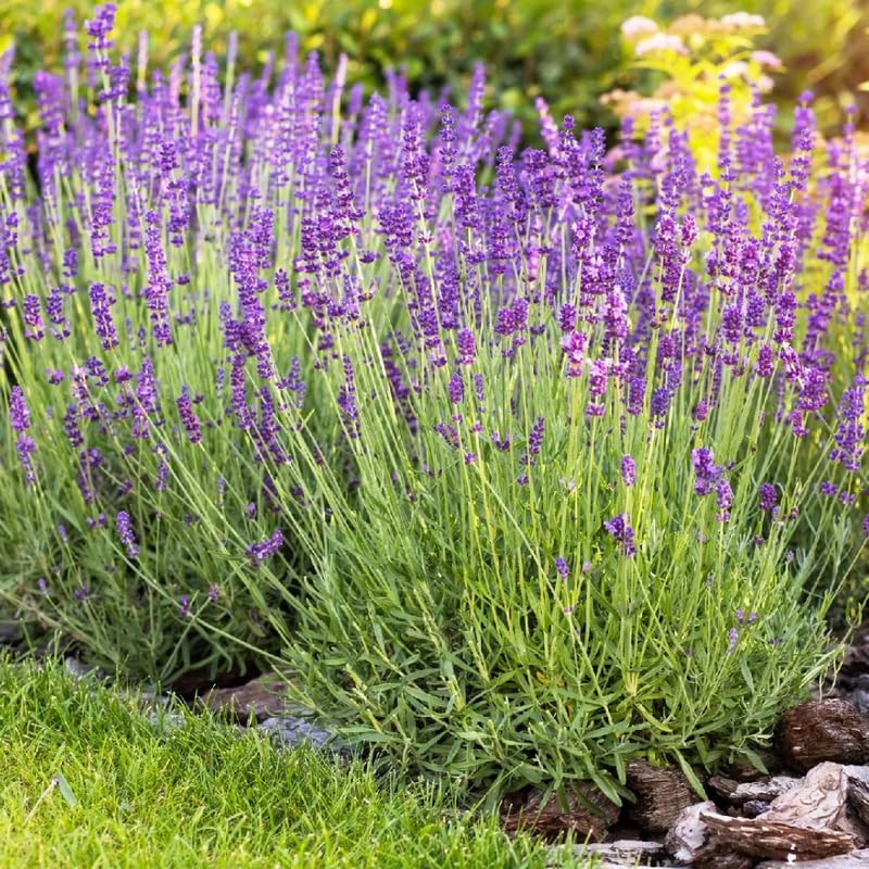 Set 2 Mixed Lavender Plants Live, Fragrant Lavender Herb Plant for Border and Container Growing, Perennial Lavenders Plugs 3-5'' Tall