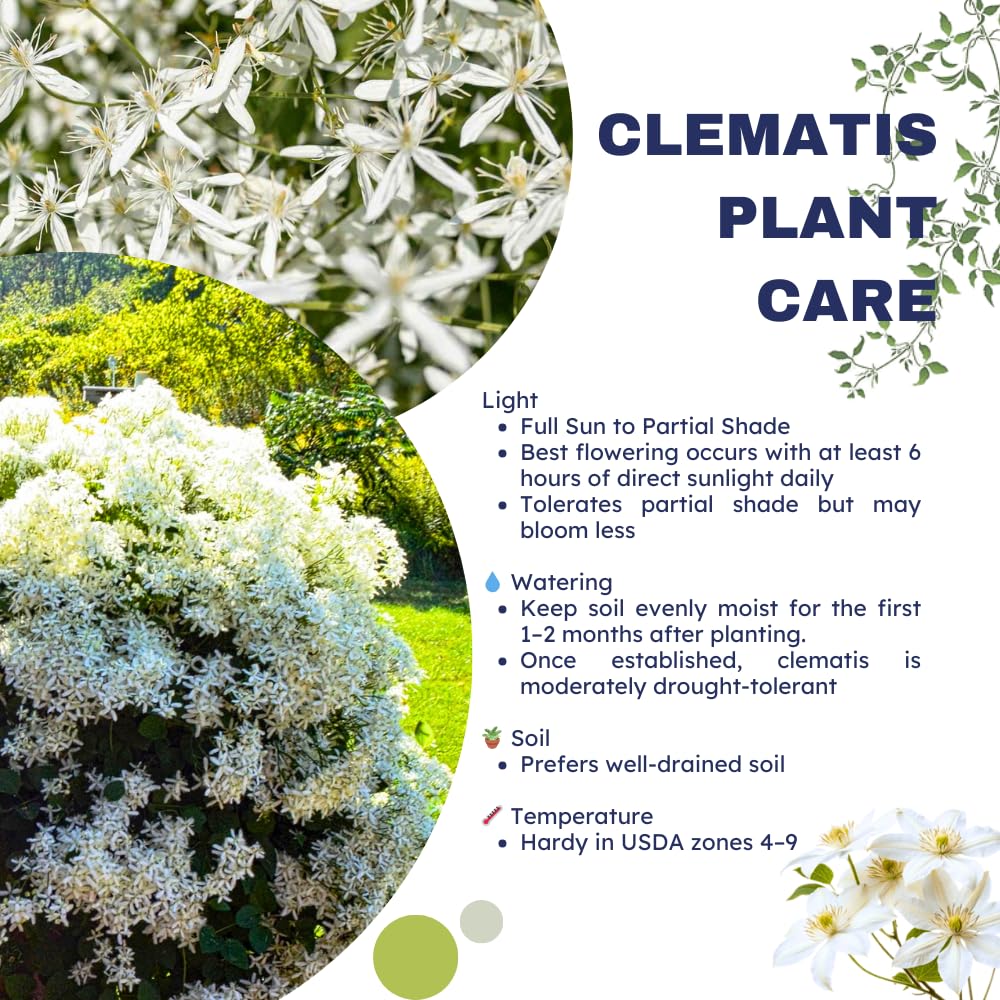 Pack 3 Sweet Autumn Clematis Live Plants, Well-Rooted 4” Pots Clematis Vines, Fragrant White Flowering Climber for Trellises and Landscapes