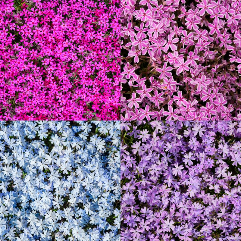 YOKEBOM Set 2 Mixed Creeping Phlox Plants, Hardy Perennial Phlox Flowers, Vibrant Ground Cover for Garden and Landscape, Ready to Grow Plugs 3-5 Inches