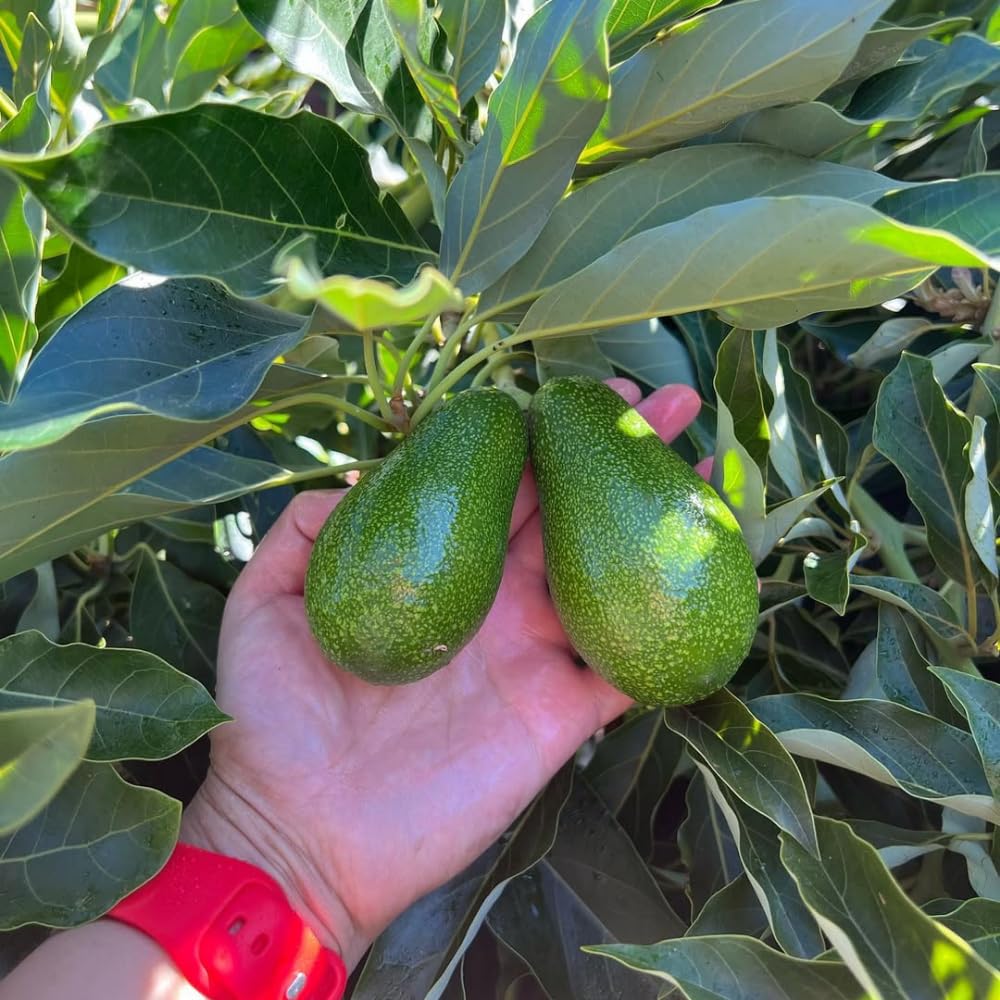 Avocado Tree Live Plant, Little Avocado Plants Live in 3 Gallon Pot, Cold Hardy, Dwarf Fruit Tree for Outdoor Planting