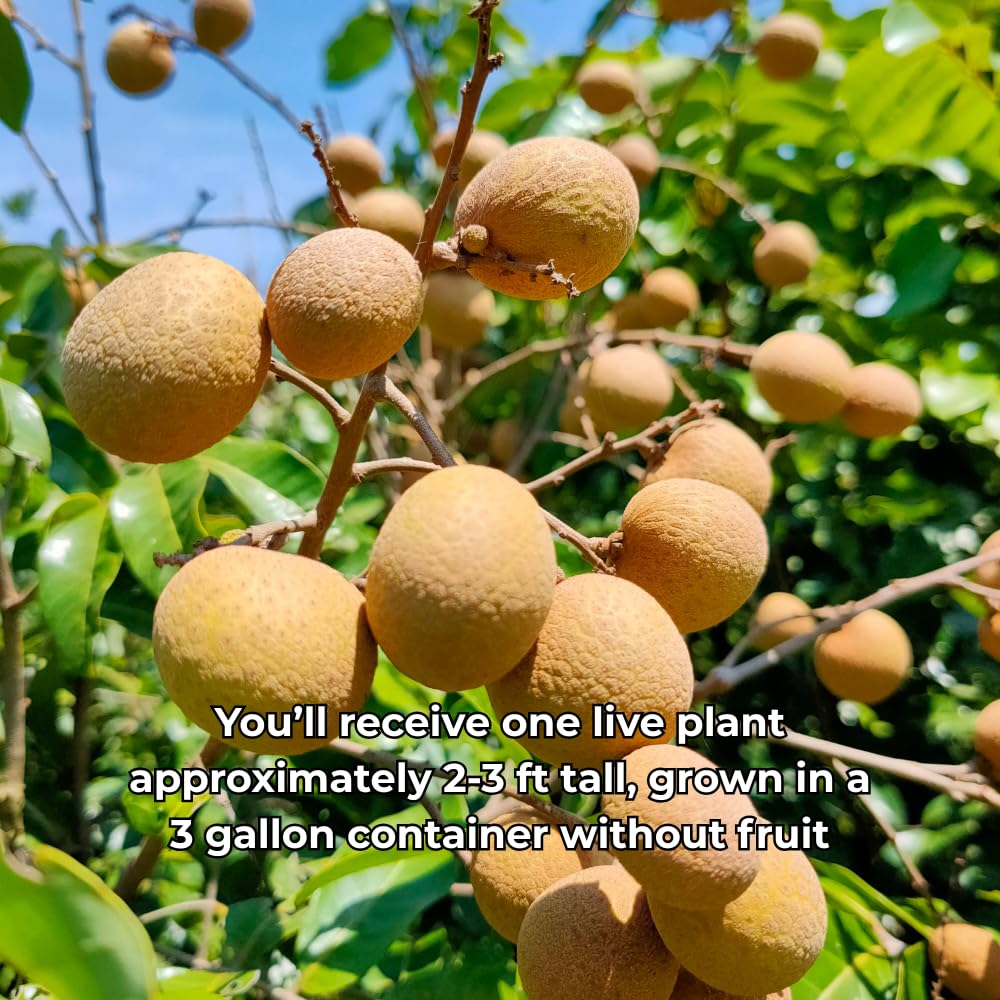 Live Longan Tree Plant in 3 Gallon Pot, 2-3 Ft Tall Tropical Fruit Tree for Outdoor Garden and Patio Growing, No Ship to CA