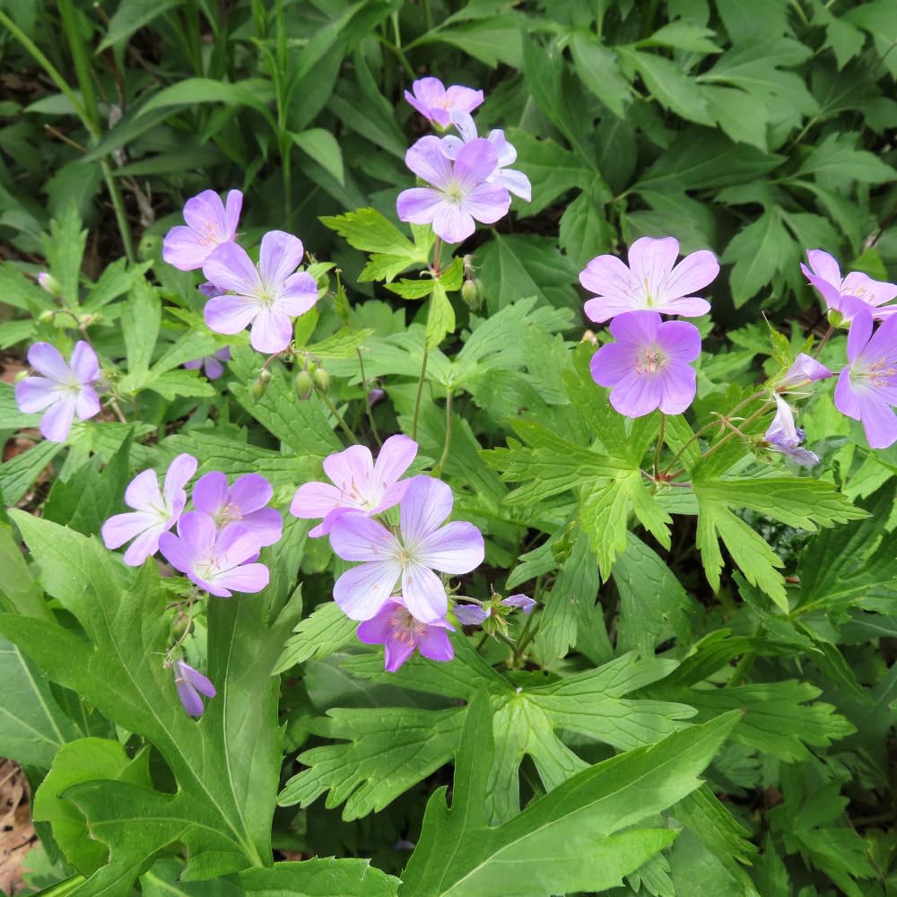 Wild Geranium Plant Roots, 5 Roots Perennial, Purple Flowers Wild Geranium Plant Bulbs Groundcover