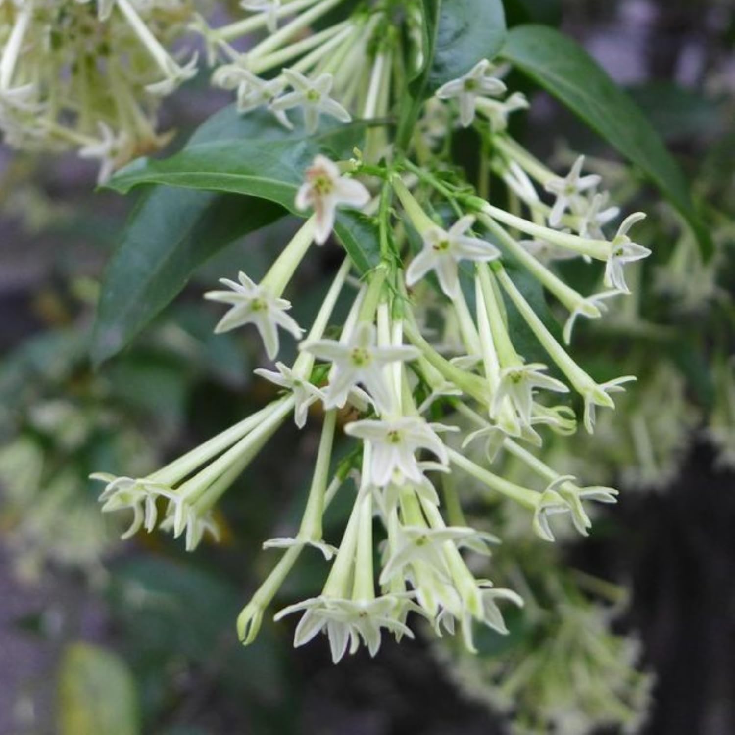 Pack 3 Live Night Blooming Jasmine Plants, Size 4-8'' Tall Well Rooted Starter Plant, Fragrant Jasmine Flowers Plant for Garden or Containers