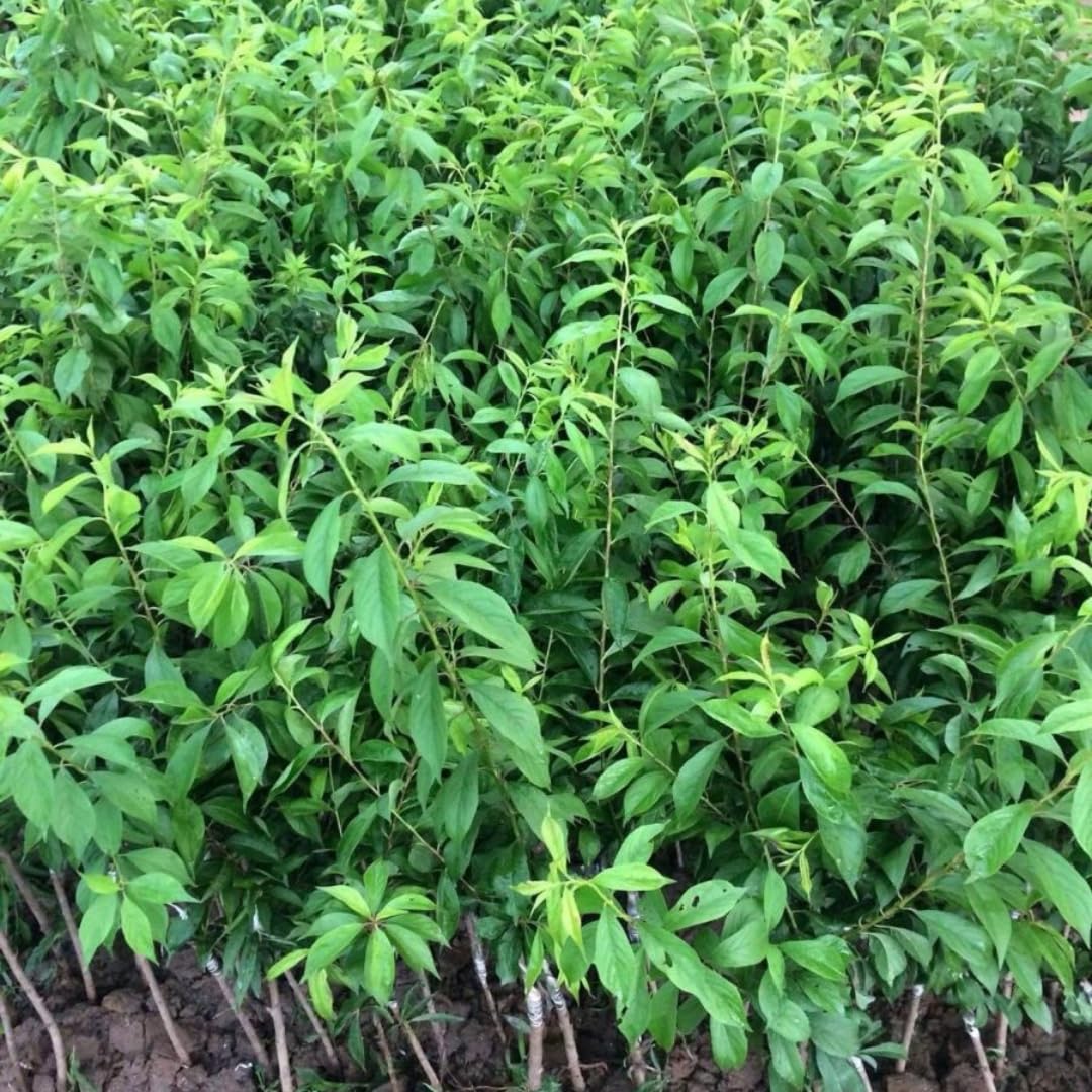 Grafted Plum Tree Live Plant Ready to Bear Fruit, 2-3 Ft Tall in 3 Gallon Pot, No CA, Spring Planting, Fast-Growing and High Yielding (Methley)