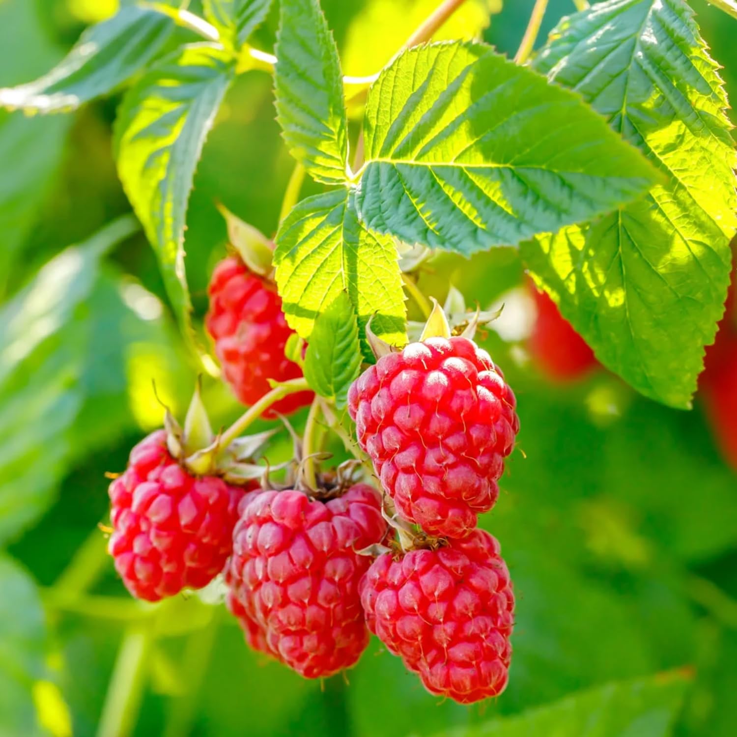 Set 2 Red Raspberry Plants Live, Raspberry Trees Live Plants, Raspberry Seedlings, 5-9 Inc, Raspberry Fruits Trees