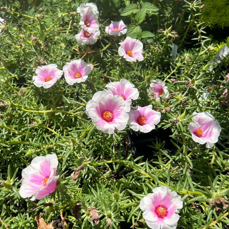 4 Pink White Moss Rose Plants Live, Portulaca Ground Cover Flowers, 4-6 Inch Tall Plants for Garden or Containers