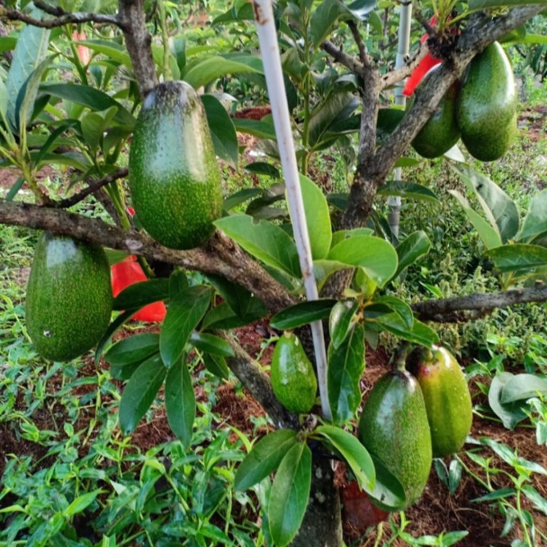 3 Gallon Big Avocado Tree Live Plant, 1-2 Ft Well Rooted, Ready to Bear Fruit, 2 Years Old Live Avocado Tree Plant Grafted (Smooth)