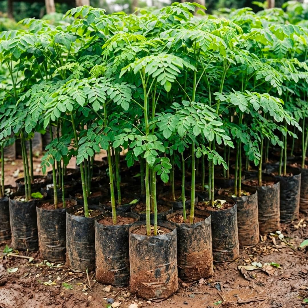 2 Feet Moringa Tree Live Plant in 1 Gallon Pot, 1 Years Old Seedling Moringa Oleifera, Hardy Drumstick Tree Ready to Grow