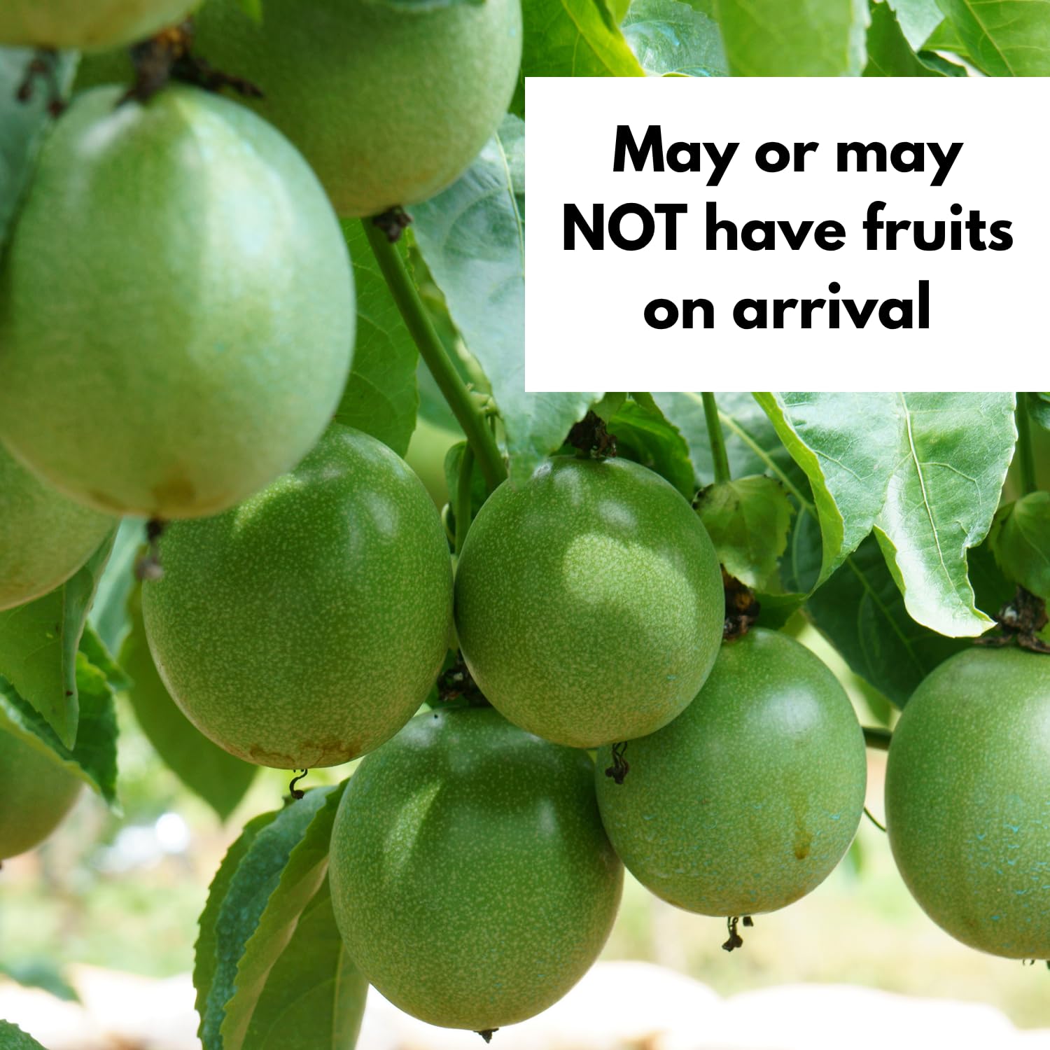 Purple Passionfruit Plant, Passion Fruit Tree Live 1-2 Feet Tall, Edible Passion Fruit Vine Plant in Gallon Pot, No Ship to CA