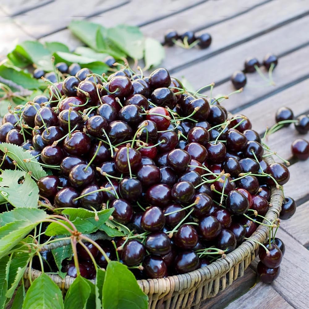Black Cherry Trees Live Plants 1 Year Old, Bare Roots 1.5-2 Feet in Tall, Dormant Hardy Cherry Fruit Sweet, Shade Tree for Outdoor Planting