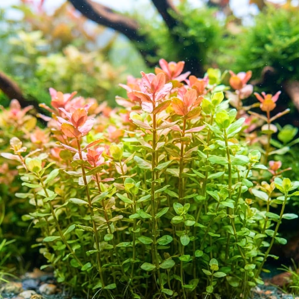Green Rotala Aquarium Plant, 1 Bundle Live Stem Plant