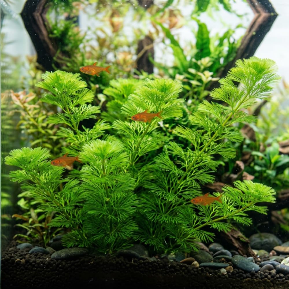 Green Cabomba Live Plant, 1 Bundle, Aquarium Plant