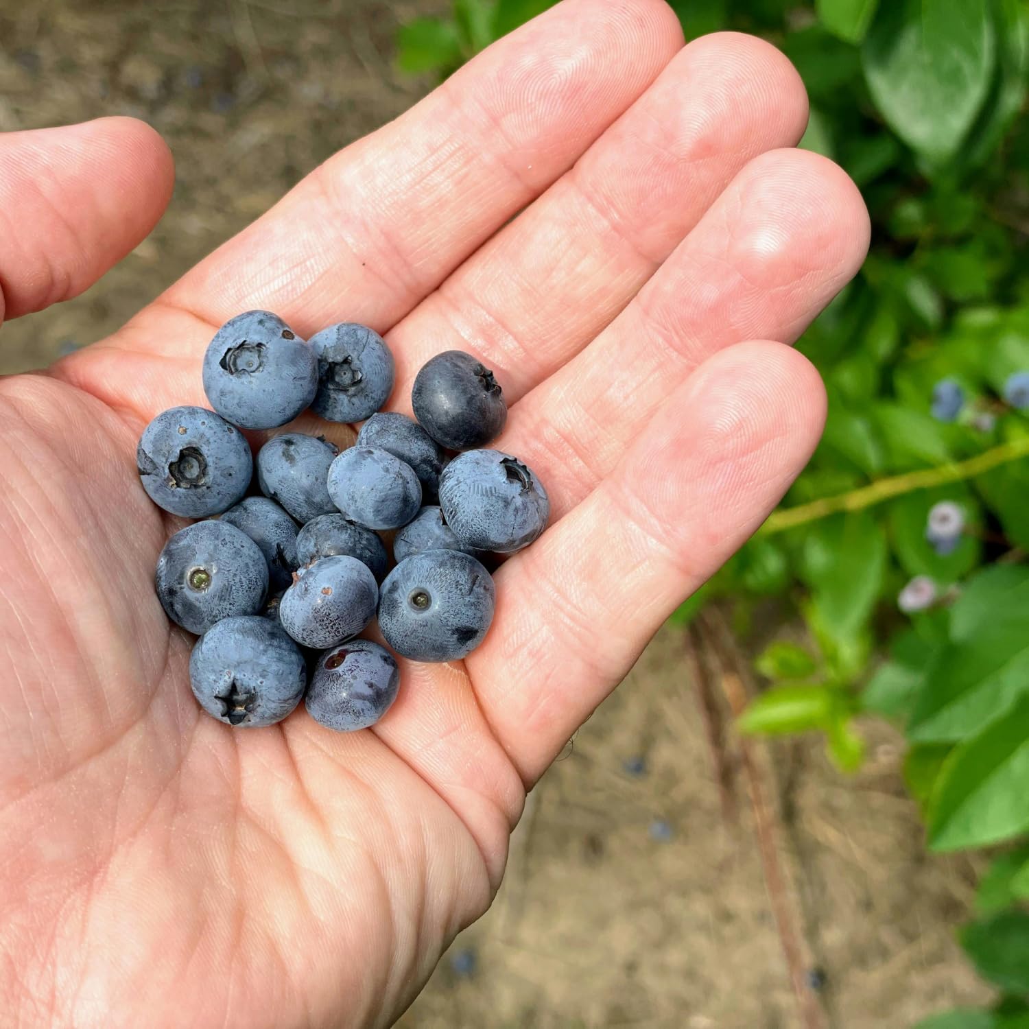 Blueberry Plant 2-3 Feet Tall in 2 Gallon Pot, Live Fruit Bush for Garden, Patio Containers, Backyard Growing, No CA (Prince)