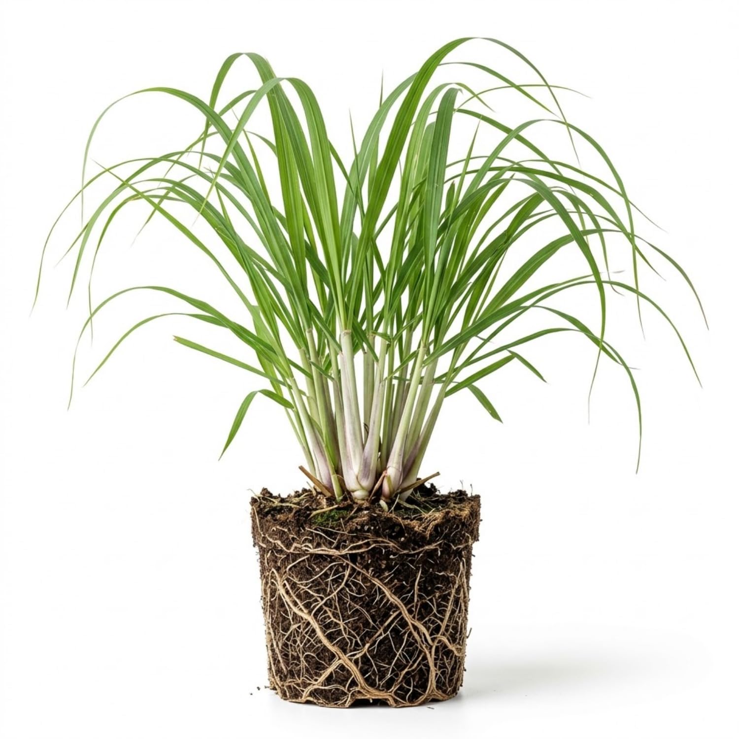 5 Lemongrass Plants Live Outdoor, Lemon Grass Herb in Gal Pot, Fresh Fragrant Lemon Grass Stalks Plants