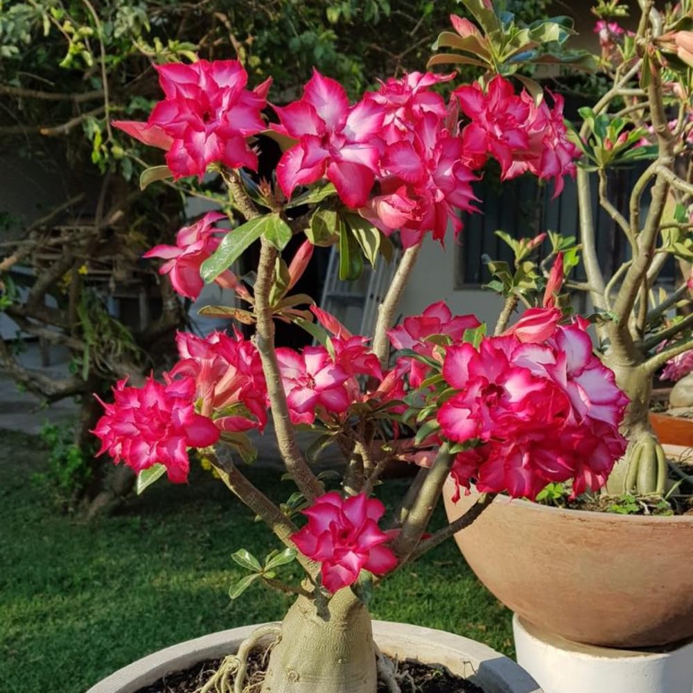 Adenium Desert Rose Plant, Starter Desert Rose for Planting Indoor Outdoor, 4-6 Inches, Flowering Succulent Seedling (Pink Blooms)
