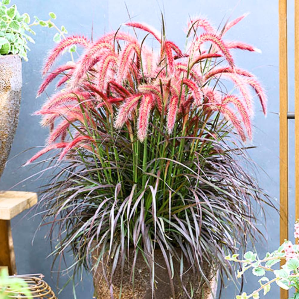 Pack 2 Red Fountain Grass Plants Live, Hardy Ornamental Grass Live Plants for Garden, 4-8" Tall, Deep Burgundy Leaves