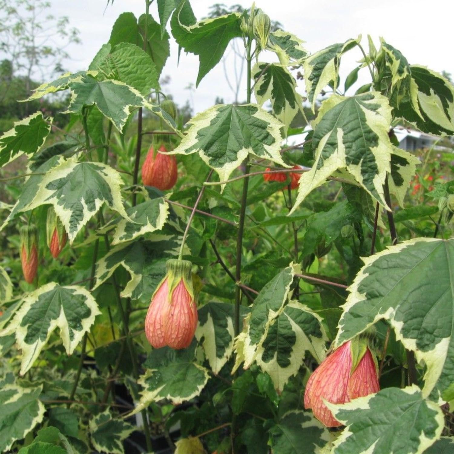 Abutilon Plant Live, 5-9” Tall, Trailing Lantern Abutilon Flower Vine Home Garden
