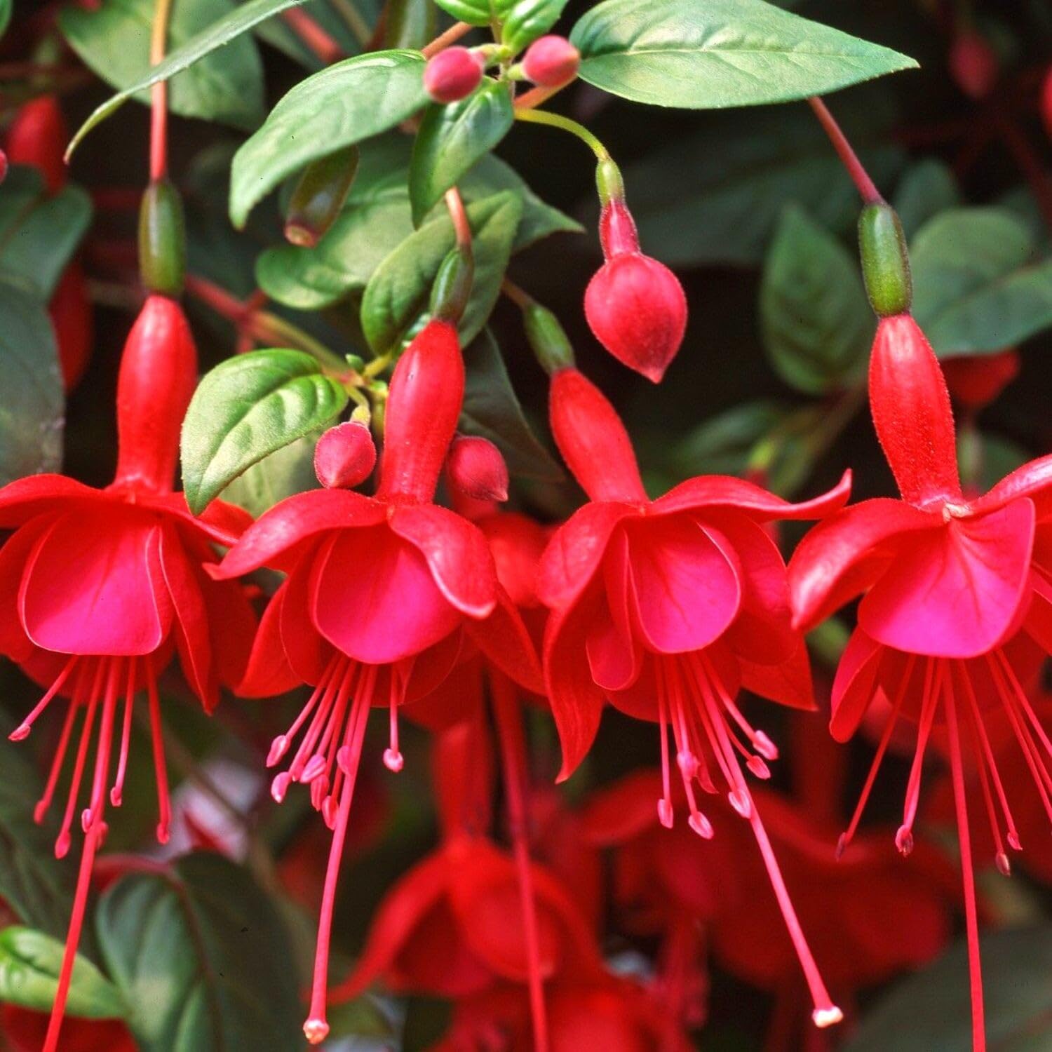 3 Fuchsia Plants Live, 5 to 7 Inc Tall, Red Fuchsia Flower Plants for Your Garden