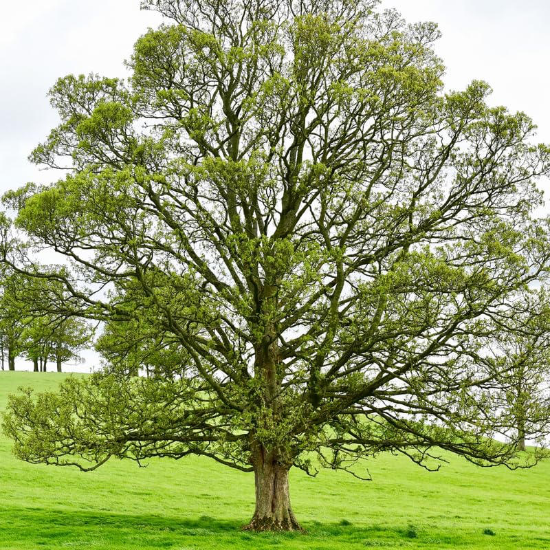 Black Walnut Trees Live Plants, 4 Inch Pot, 6-12 Inch Tall Walnut Tree, Hardy Fruit Plant, Dormant in Winter