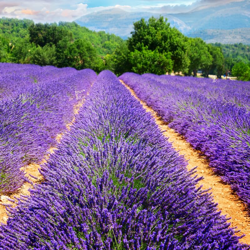 2 Phenomenal Lavender Plants Live for Planting, 4-8" Lavender Plant, Fragrant Purple Flowers, No Pot, Bare Root Herb for Garden, Container Growing