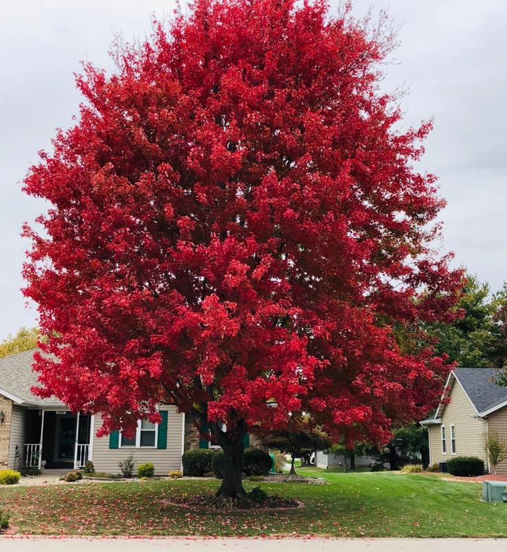1 Year Old Red Pin Oak Tree Live Plant in 4" Pot, Fast Growing Shades Tree, Well-Rooted Seedling, Dormant in Winter, 6-12 Inches in Tall