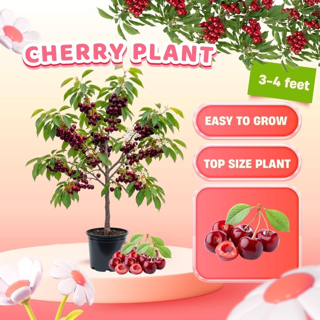 Bright Red Cherry Trees Live Plants 3-4 Feet Tall, Sweet Cherry Fruit Plants Live 3 Gallon Pot, Hardy Fruit Trees for Planting, No Ship to CA