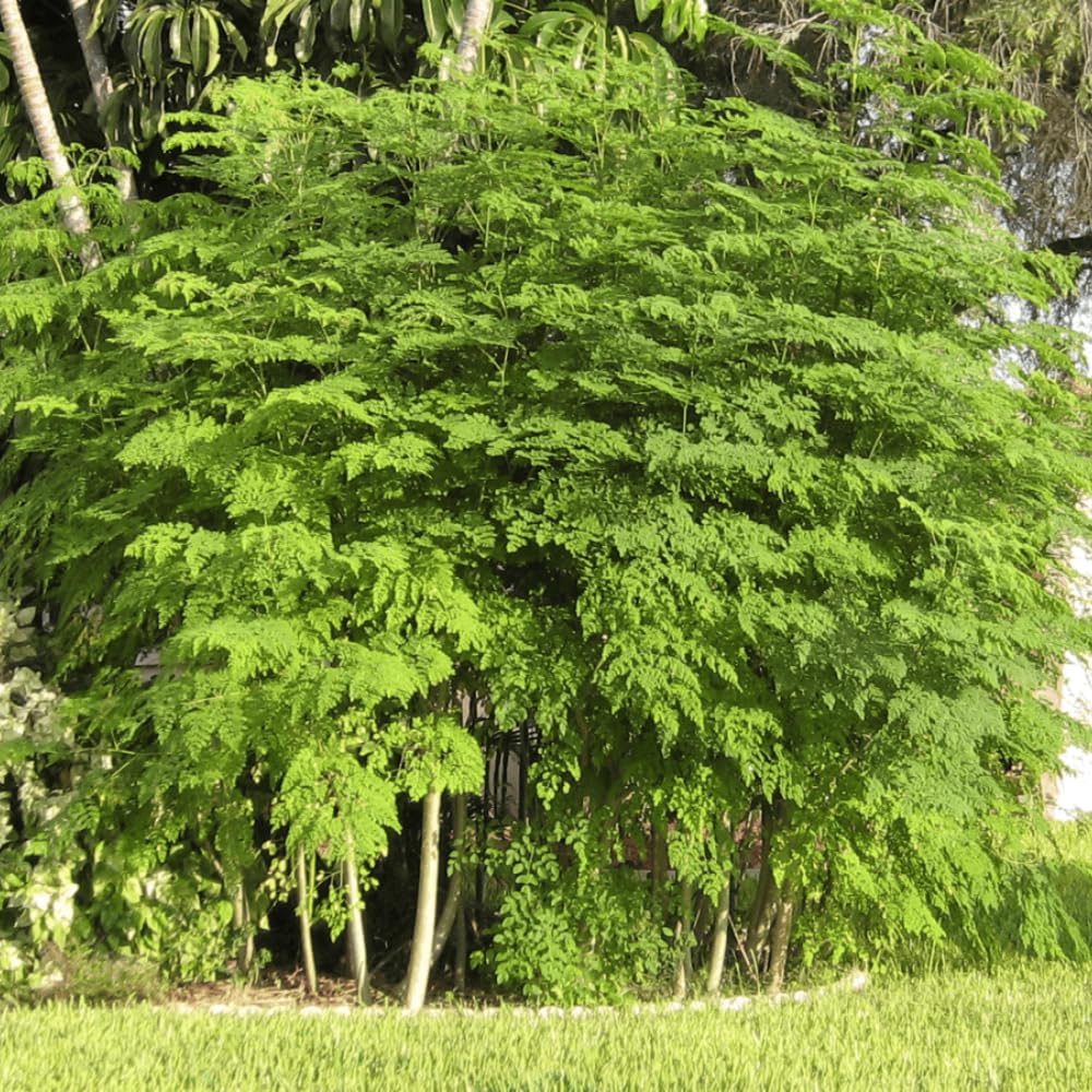 Moringa Tree Live Plant 1-2 Ft Tall in 1 Gallon Pot, Drumstick Moringa Oleifera Tree, Fast Growing Edible Tropical Tree - No Ship to CA
