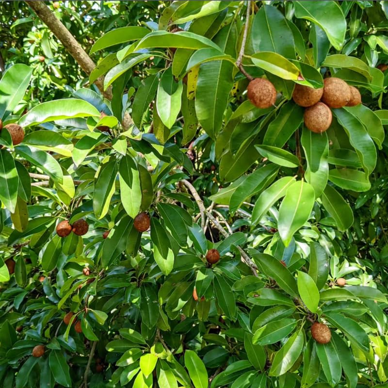Sapodilla Fruit Tree Live, Garden Ready Tropical Plant for Home and Outdoor Growing, 2-3 Ft Height in 3 Gallon Pot, No Ship to CA