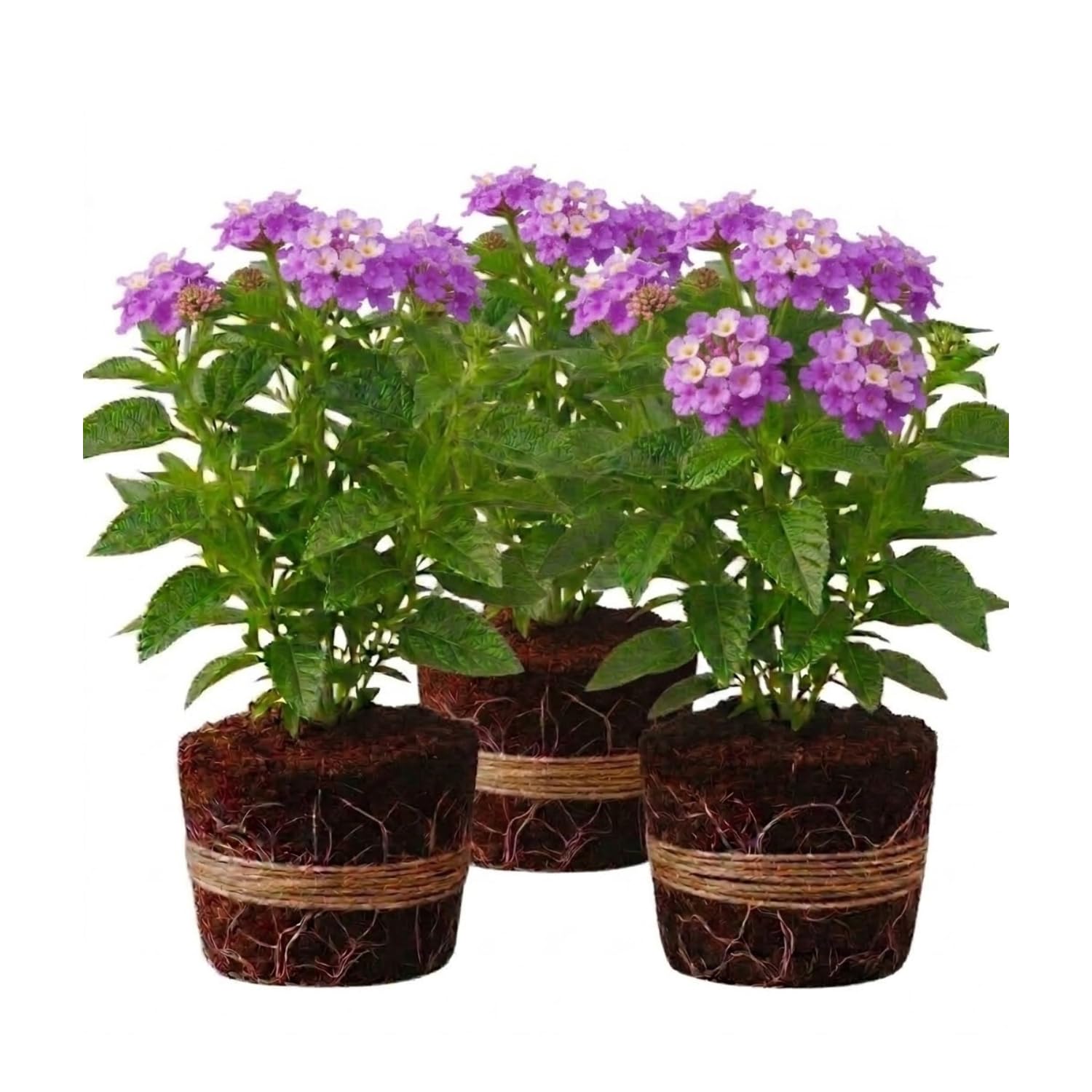 3 Lantana Plants Live, Lavender Lantana Live Plants for Planting Outdoors, Perennial Flower Plant 4 to 8 Inches Long, Gardening Growing