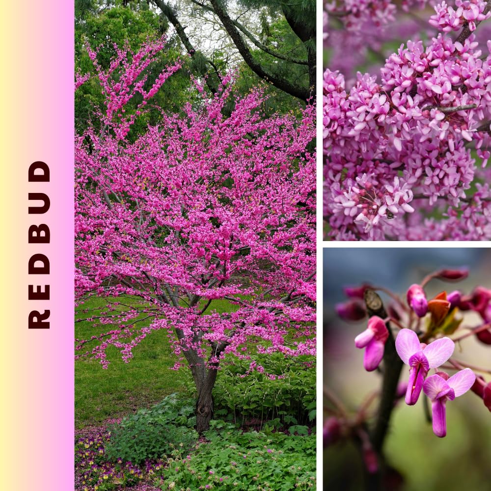 Eastern Redbud Tree Live Plant, Hardy Flowering Red Bud Plant from 1 to 2 Feet Tall, Vibrant Flowers for Outdoor Garden
