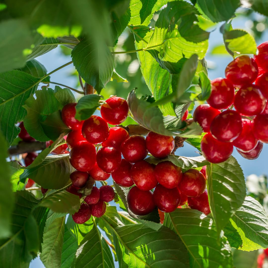 Cherry Tree Live Plant, Sweet Cherry Fruit Tree, Cold Hardy Outdoor Garden Tree, 3–4 Feet Tall in 3 Gallon Pot, Ready to Grow, No Ship to CA (Red Cherry)
