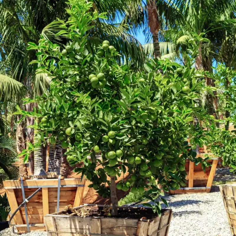 Mature Seedless Lime Tree Live Plant in 5 Gallon Pot, 2-3 Feet in Tall, Already Bearing Fruit, Cold Hardy and High-yielding, Fragrant Citrus Trees